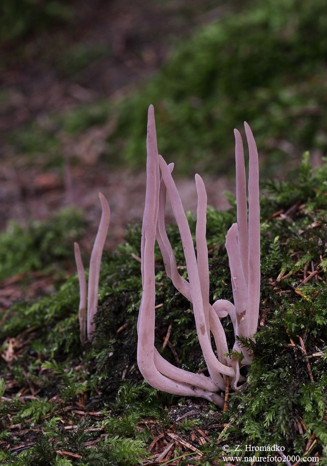 Purple Spindles, Alloclavaria purpurea (Mushrooms, Fungi)